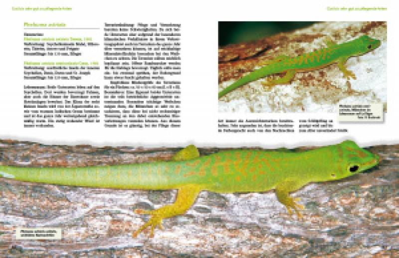 Taggeckos der Gattung Phelsuma
